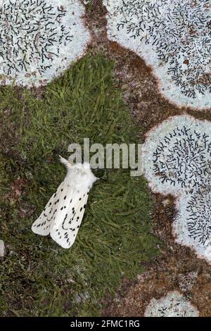 Weiße Ermine Moth; Spilosoma lumicipeda; mit Lichen; Großbritannien Stockfoto