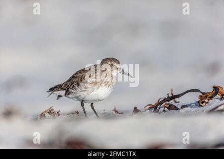 Weißer Sandpiper; Calidris fuscicollis; Falklands Stockfoto
