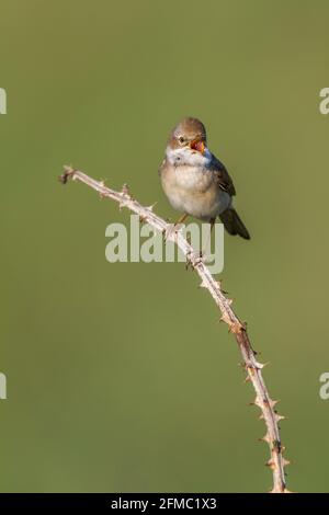 Whitethroat; Sylvia Communis; im Lied Stockfoto