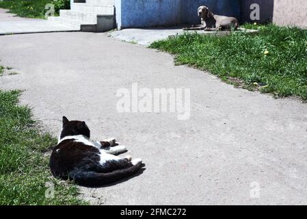 Eine Katze beobachtet im Sommer einen Hund an der Leine auf einer Stadtstraße, Tierverhalten. Stockfoto