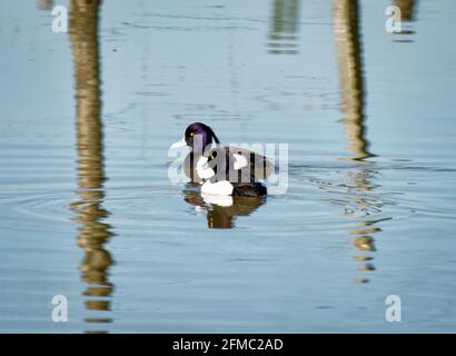 Ein Paar getuftete Enten, die auf einem See schwimmen Stockfoto