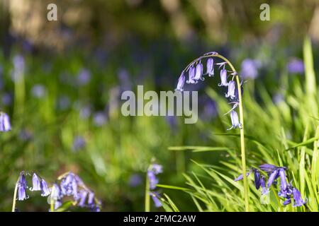 Englische Bluebells (Hyacinthoides non-scripta) im Frühjahr im Wald in Hampshire, Großbritannien