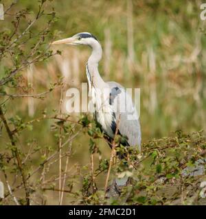 Graureiher in der Nähe eines Sees Stockfoto