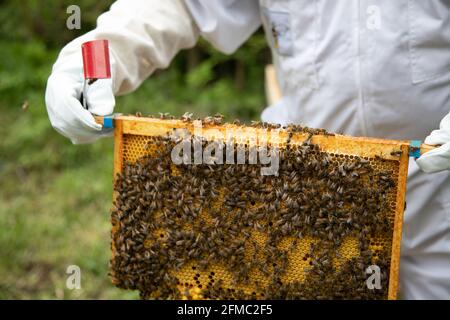 Brutrahmen von einem Bienenstock, der zur Inspektion entfernt wird Zeigt Arbeiterbienen, die die Zellen und eine fast voll Rahmen aus gedeckelten Arbeiterzellen Stockfoto