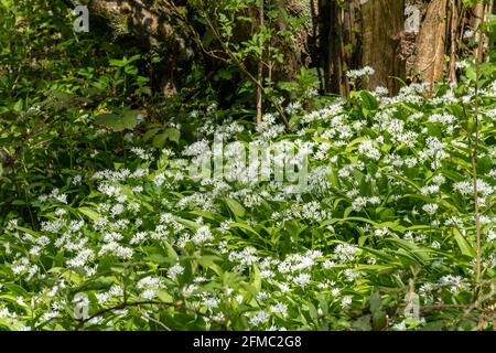 Wilder Knoblauch, auch Ramsons (Allium ursinum) genannt, mit weißen Blüten, die am Ufer des Basingstoke Canal in Hampshire, England, wachsen Stockfoto