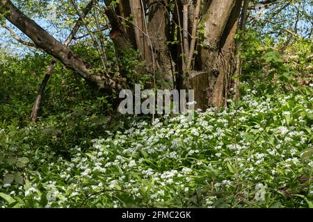 Wilder Knoblauch, auch Ramsons (Allium ursinum) genannt, mit weißen Blüten, die am Ufer des Basingstoke Canal in Hampshire, England, wachsen Stockfoto