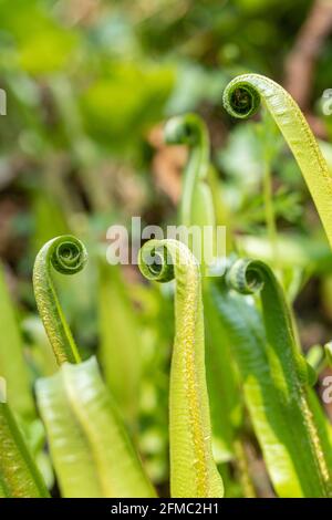 Hart's-tongue Farn (Asplenium scolopendrium), Nahaufnahme der sich entrollenden Wedel im Mai, Hampshire, England, Großbritannien Stockfoto