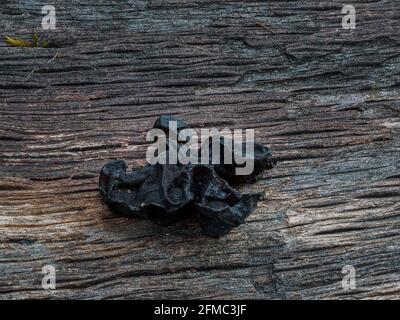 Exidia glandulosa (gebräuchliche Namen schwarze Hexenbutter, schwarze Geleewalze oder warzener Geleepilz) ist ein Geleepilz aus der Familie der Auriculariaceae. , ein i Stockfoto