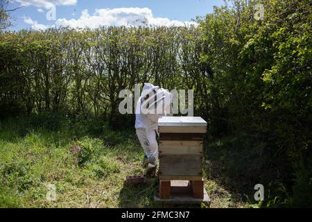 Ein Bienenstöchter, der Bienen raucht, bevor er einen Bienenstock inspiziert. Dies ist ein British National Standard Hive mit zwei Suppern. Stockfoto
