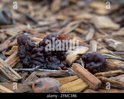 Der Beefsteak Morel (Gyromitra esculenta) ist ein tödlich giftiger Pilz, ein fesselndes Foto Stockfoto