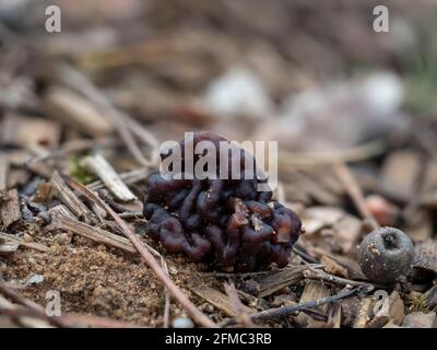 Der Beefsteak Morel (Gyromitra esculenta) ist ein tödlich giftiger Pilz, ein fesselndes Foto Stockfoto