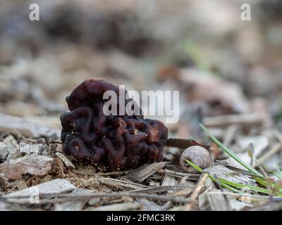 Der Beefsteak Morel (Gyromitra esculenta) ist ein tödlich giftiger Pilz, ein fesselndes Foto Stockfoto