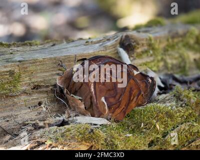 Gyromitra gigas, allgemein bekannt als Schneehorel, Schneehorel, Kalbshirn oder Stiernase, ist ein Pilz und ein Mitglied der Ascomycota. , ein intres Stockfoto