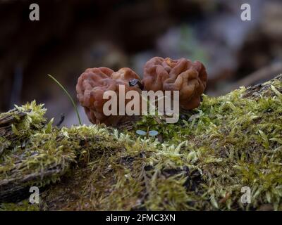 Gyromitra gigas, allgemein bekannt als Schneehorel, Schneehorel, Kalbshirn oder Stiernase, ist ein Pilz und ein Mitglied der Ascomycota. , ein intres Stockfoto