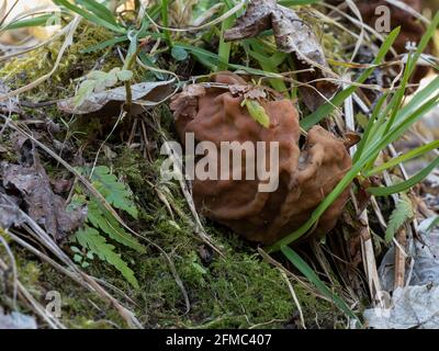 Gyromitra gigas, allgemein bekannt als Schneehorel, Schneehorel, Kalbshirn oder Stiernase, ist ein Pilz und ein Mitglied der Ascomycota. , ein intres Stockfoto