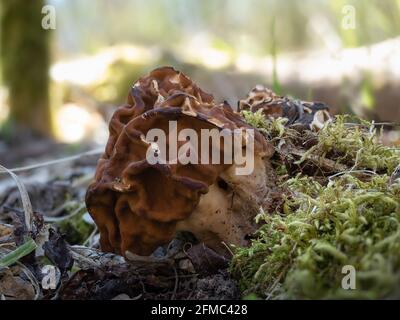 Gyromitra gigas, allgemein bekannt als Schneehorel, Schneehorel, Kalbshirn oder Stiernase, ist ein Pilz und ein Mitglied der Ascomycota. , ein intres Stockfoto