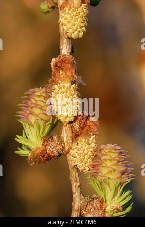 Junge Eisprung und Pollen von Lärchenbäumen im Frühjahr, Anfang Mai. Stockfoto