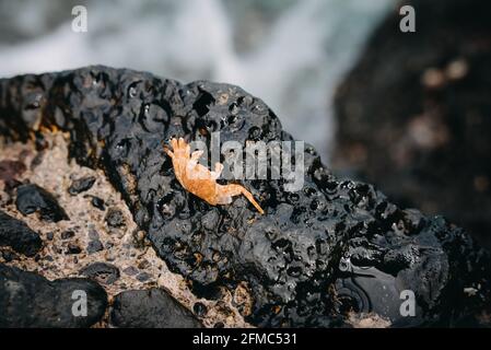 Sally Lightfoot Crab (Grapsus grapsus, auch Red Rock Crab) an der Vulkanküste von Teneriffa, Spanien in Europa Stockfoto