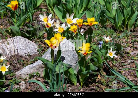 Frühlingsblumen im Botanischen Garten von Steamboat Springs am Eröffnungstag Stockfoto