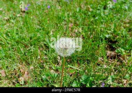 Dandelion mit Samen bereit für die Verbreitung Stockfoto