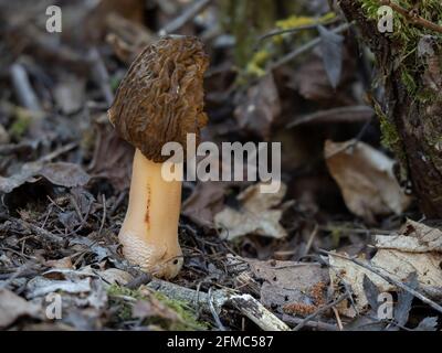 Der frühe False Morel (Verpa bohemica) ist ein essbarer Pilz , ein fesselndes Foto Stockfoto