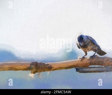 Digitale Malerei einer einzigen passerinen westlichen Dohle, Coloeus monedula, auch bekannt als die eurasische Dohle, Europäische Dohle der Krähenfamilie, an Stockfoto