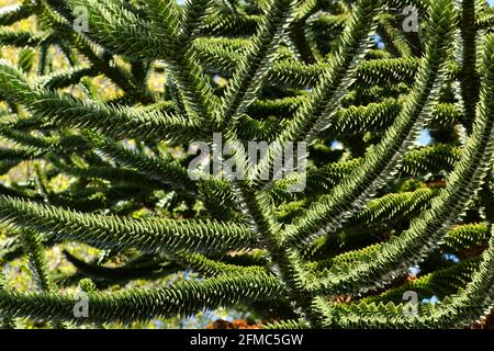 Ein Bild eines Affen-Puzzle-Baumstamms Stockfoto