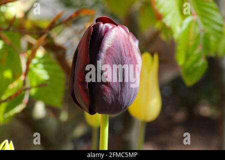 Ein Bild einer dunkelvioletten/schwarzen Tulpe im Frühling So Stockfoto