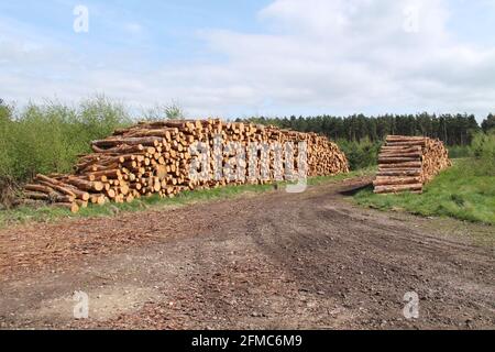 Zwei Stapel frisch geschnittener Kiefernwälder. Stockfoto