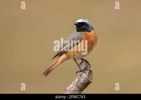 Rotkeule, Phoenicurus phoenicurus, alleinstehender männlicher Zweig des Baumes, Thursley Common, Surrrey, Großbritannien Stockfoto