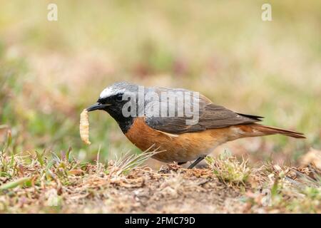 Rotbarsch, Phoenicurus phoenicurus, alleinadulter Rüde, der sich mit Grub ernährt, Thursley Common, Surrrey, Vereinigtes Königreich Stockfoto