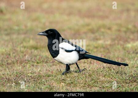 Eurasische Elster, Pica pica, alleinerziehend auf kurzer Vegetation stehend, Thursley Common, Surrrey, Großbritannien Stockfoto