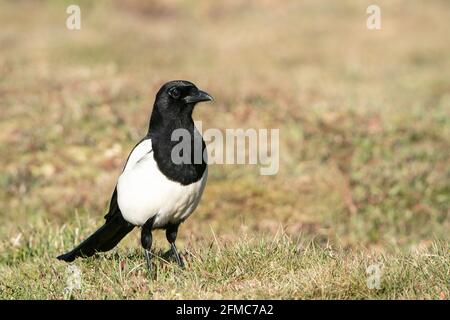 Eurasische Elster, Pica pica, alleinerziehend auf kurzer Vegetation stehend, Thursley Common, Surrrey, Großbritannien Stockfoto