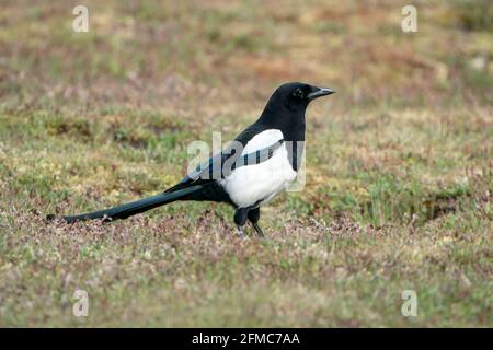Eurasische Elster, Pica pica, alleinerziehend auf kurzer Vegetation stehend, Thursley Common, Surrrey, Großbritannien Stockfoto