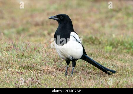 Eurasische Elster, Pica pica, alleinerziehend auf kurzer Vegetation stehend, Thursley Common, Surrrey, Großbritannien Stockfoto