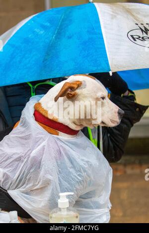 Große Ausgabe Verkäufer, Haustier Hund in Plastiktüte Preston, Lancashire, Großbritannien bedeckt. Mai 2021. UK Wetter; nasser und windiger Tag im Stadtzentrum. Es wird erwartet, dass die Südwinde im Laufe des Tages mildere Temperaturen bringen werden. Credit MediaWorldImages/AlamyLiveNews Stockfoto