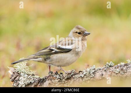 Gewöhnlicher Buchfink, Fringilla-Koelebs, alleinerziehende weibliche Person, die auf dem Ast sitzt, Thursley Common, Surrrey, Großbritannien, 5. Mai 2021 Stockfoto