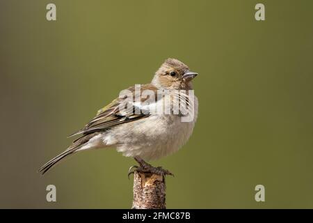 Gewöhnlicher Buchfink, Fringilla-Koelebs, alleinerziehende weibliche Person, die auf dem Ast sitzt, Thursley Common, Surrrey, Großbritannien, 5. Mai 2021 Stockfoto