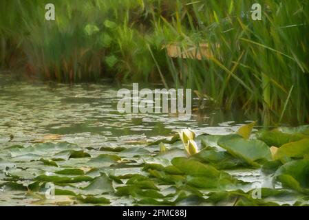 Digitale Malerei einer weißen Seerose zwischen grünen Seerosen auf einem Teich. Stockfoto