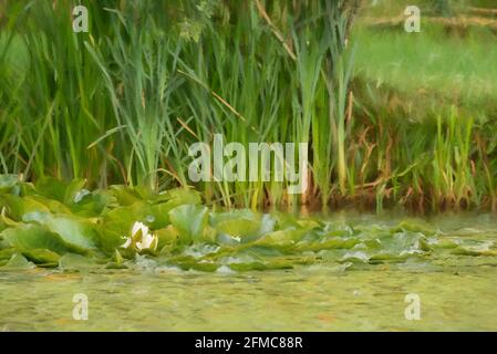 Digitale Malerei einer weißen Seerose zwischen grünen Seerosen auf einem Teich. Stockfoto