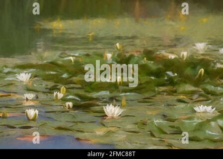 Digitale Malerei einer weißen Seerose zwischen grünen Seerosen auf einem Teich. Stockfoto