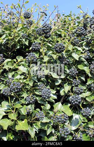 Englisch Efeu (Hedera Helix) Reben verwurzelt in der Rinde von Sturm