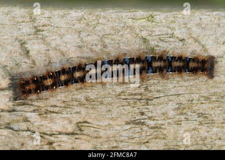 Eiche Eggar - Lasiocampa quercus Raupe -frühes Stadium Stockfoto