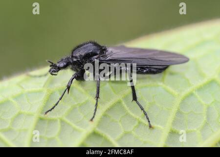 Markusplatz (Bibio marci) - weiblich Stockfoto