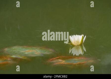 Digitale Malerei einer weißen Seerose zwischen grünen Seerosen auf einem Teich. Stockfoto