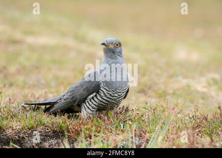 Gewöhnlicher Kuckuck, Cuculus canorus, Colin der Kuckuck, Single adult Male thront short vegetation, Thursley Common, Surrrey, United Kingdom Stockfoto