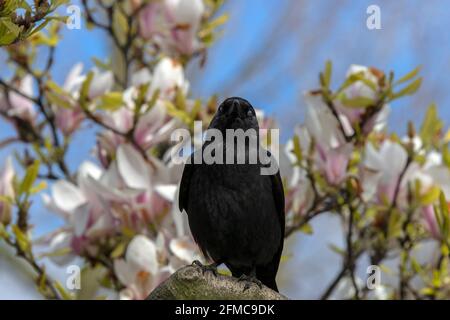 Nahaufnahme EINER Westlichen Jackdaw in EINEM Baum Stockfoto
