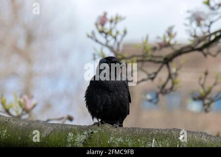 Nahaufnahme EINER Westlichen Jackdaw in EINEM Baum Stockfoto