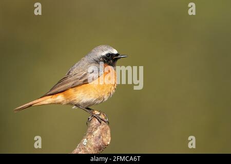 Rotkieher, Phoenicurus phoenicurus, alleinwachsendes Männchen, das auf einem Ast des Baumes thront, Thursley Common, Surrrey, Großbritannien, 5. Mai 2021 Stockfoto