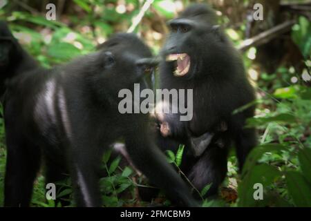 Ein makakes Weibchen mit Kammmuscheln zeigt seine Zähne einer anderen weiblichen Person, während es ein Baby im Wald von Tangkoko, North Sulawesi, Indonesien, trägt. "Makake Frauen mit Kammmuscheln zeigen normalerweise einen toleranten sozialen Stil und bilden große soziale Netzwerke. Laut Wissenschaftlern ist die Intensität aggressiver Interaktionen gering, oft bidirektional und abgestimmt,“ so ein Team von Primaten-Wissenschaftlern unter der Leitung von Julie Dubosq in ihrem Forschungspapier von 2013 mit dem Titel „Social Tolerance in Wild Female Crested Macaques (Macaca nigra) in Tangkoko-Batuangus Nature Reserve, Sulawesi, Indonesien“. Stockfoto